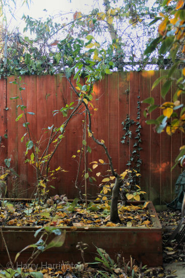 hornbeam bonsai